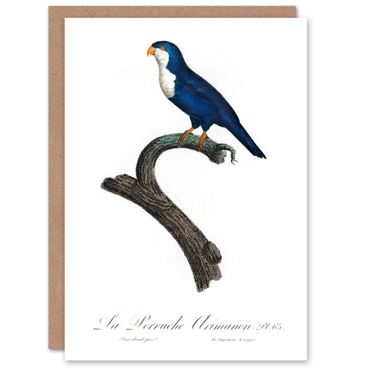 Francois Levaillant Art Card The Arimanon Parakeet Parrot