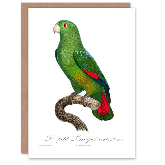 Francois Levaillant Art Card The Black Billed Amazon Parrot