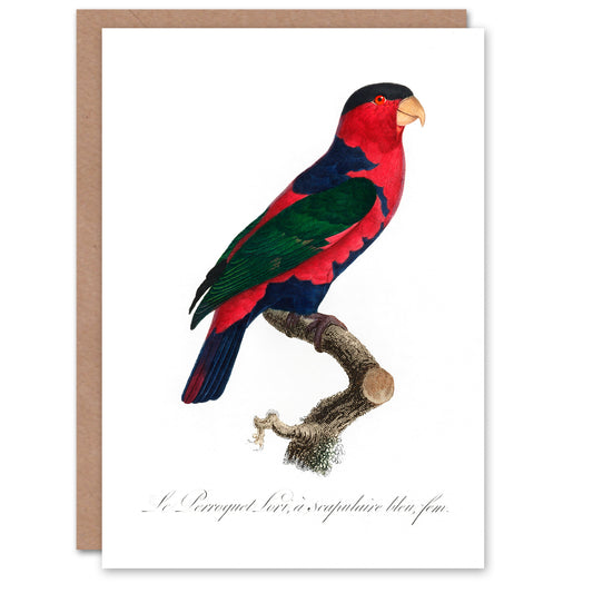 Francois Levaillant Art Card The Black Capped Lory Parrot
