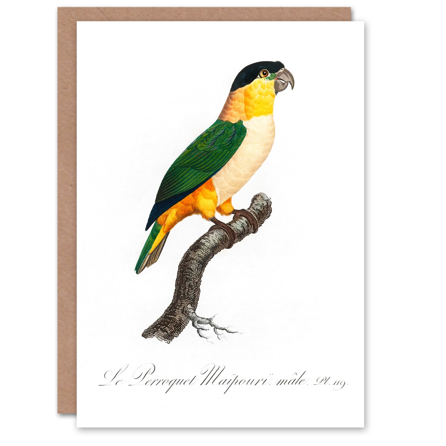 Francois Levaillant Art Card The Black Headed Parrot