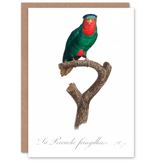 Francois Levaillant Art Card The Blue Crowned Lorikeet Parrot