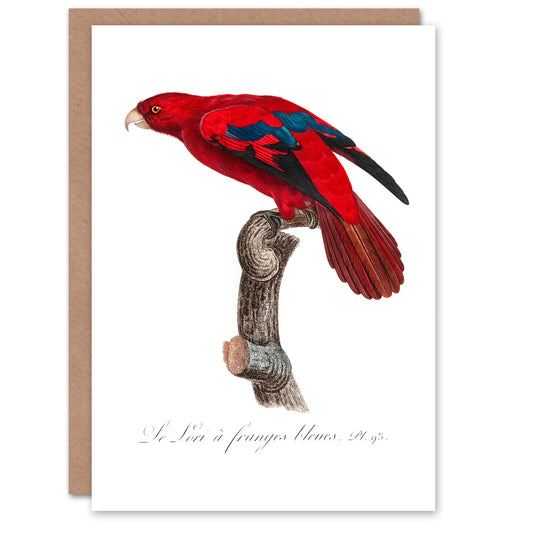 Francois Levaillant Art Card The Blue Fringed Red Lori Parrot