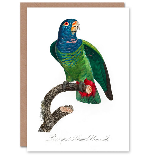 Francois Levaillant Art Card The Blue Headed Parrot