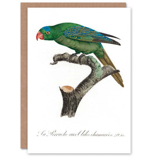 Francois Levaillant Art Card The Blue Naped Parrot