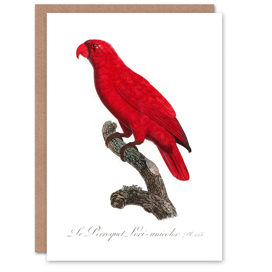 Francois Levaillant Art Card The Cardinal Lory Parrot