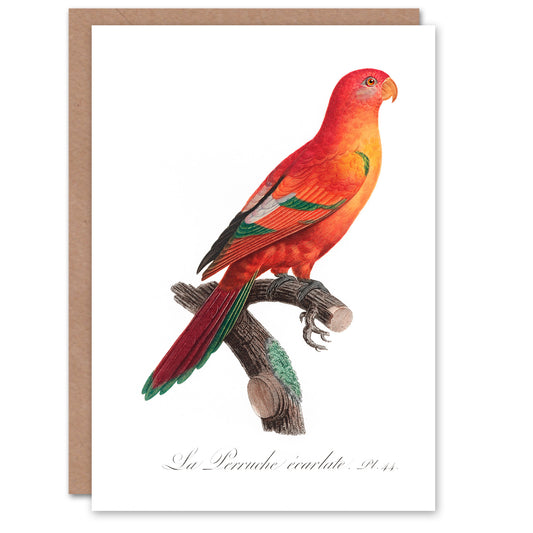 Francois Levaillant Art Card The Crimson Shining Parrot