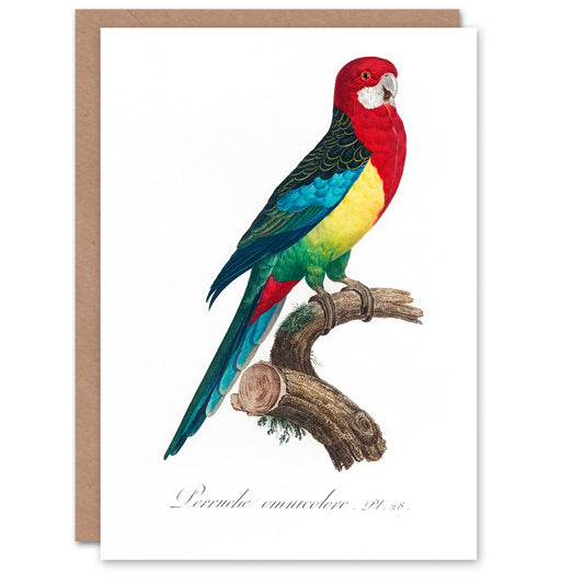 Francois Levaillant Art Card The Eastern Rosella Parrot