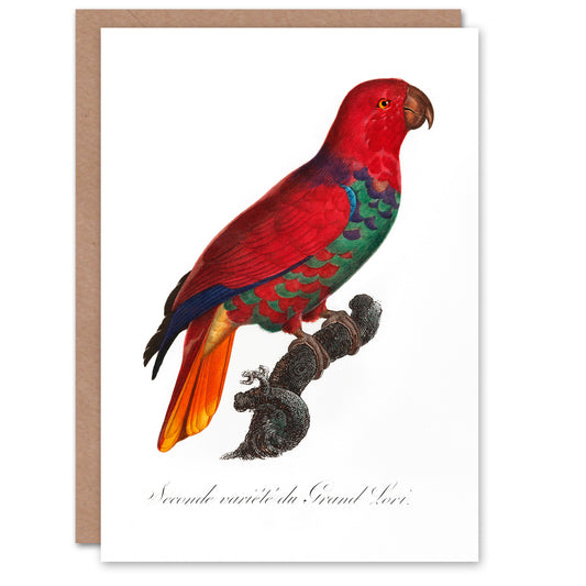 Francois Levaillant Art Card The Eclectus Parrot