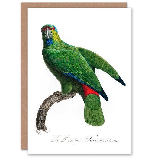 Francois Levaillant Art Card The Festive Amazon Parrot