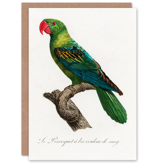 Francois Levaillant Art Card The Great Billed Parrot