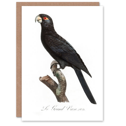 Francois Levaillant Art Card The Greater Vasa Parrot
