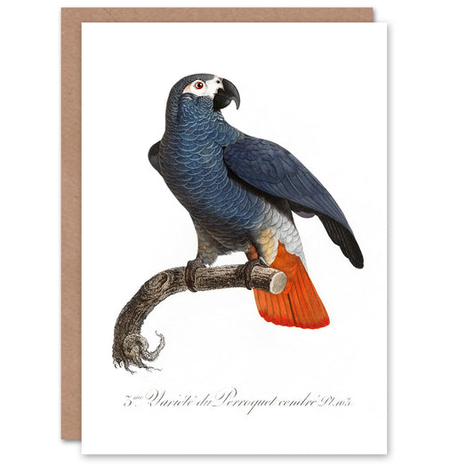 Francois Levaillant Art Card The Grey Parrot Illustration