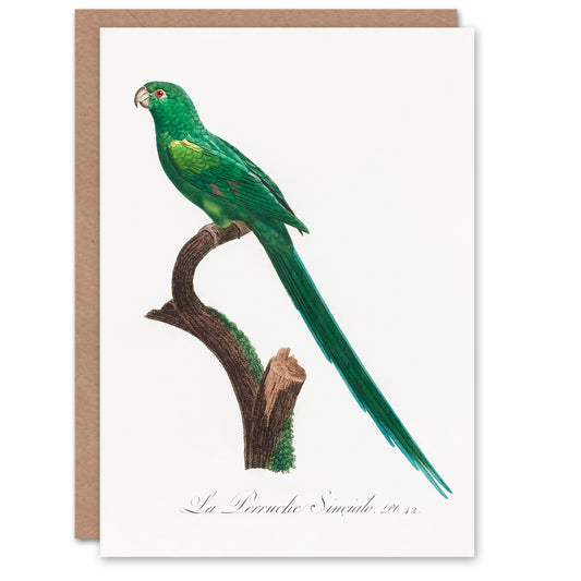 Francois Levaillant Art Card The Long Tailed Parakeet