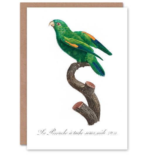 Francois Levaillant Art Card The Marigold Lorikeet Parrot