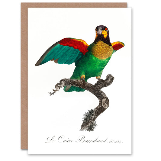 Francois Levaillant Art Card The Orange Cheeked Parrot