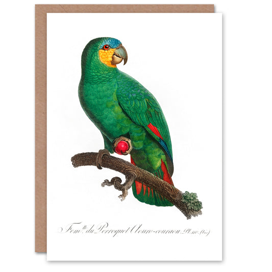 Francois Levaillant Art Card The Orange Winged Amazon Parrot