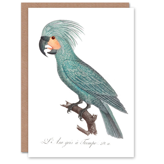 Francois Levaillant Art Card The Palm Cockatoo Parrot