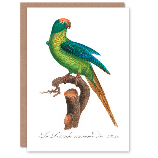 Francois Levaillant Art Card The Peach Fronted Parakeet