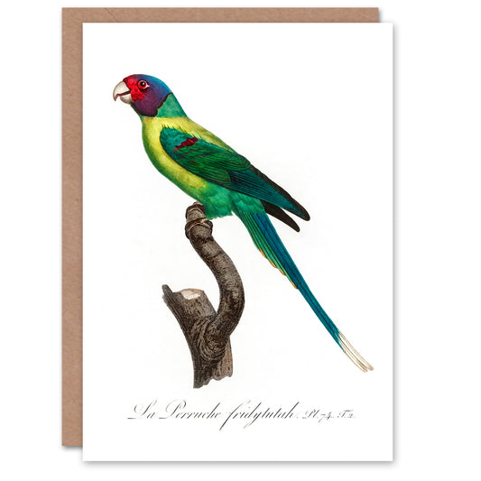 Francois Levaillant Art Card The Plum Headed Parakeet