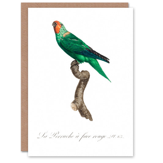 Francois Levaillant Art Card The Red Faced Parrot