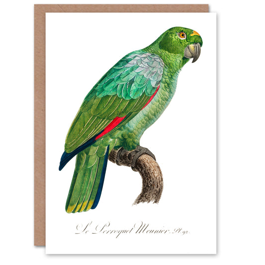 Francois Levaillant Art Card The Southern Mealy Amazon Parrot