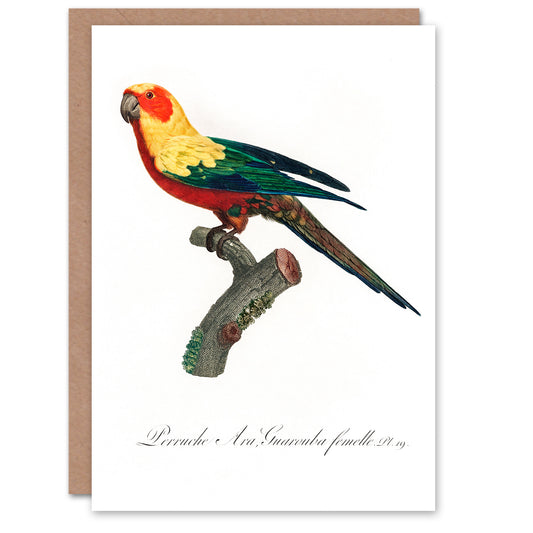 Francois Levaillant Art Card The Sun Parakeet Parrot