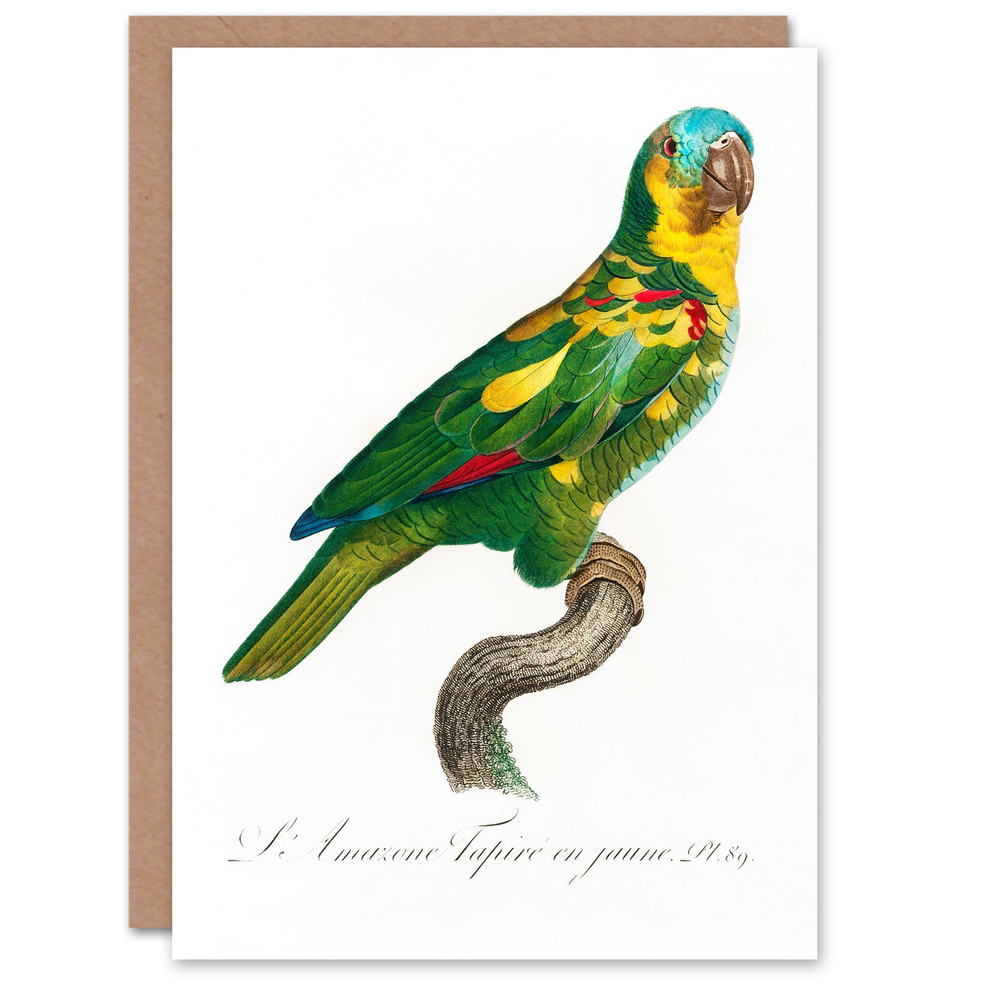 Francois Levaillant Art Card The Turquoise Fronted Amazon Parrot