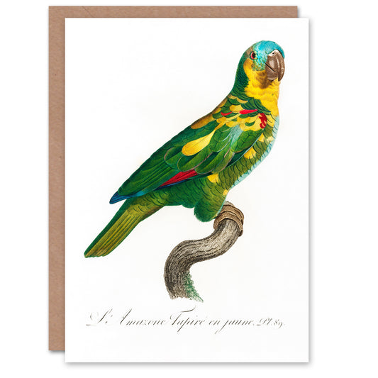 Francois Levaillant Art Card The Turquoise Fronted Amazon Parrot