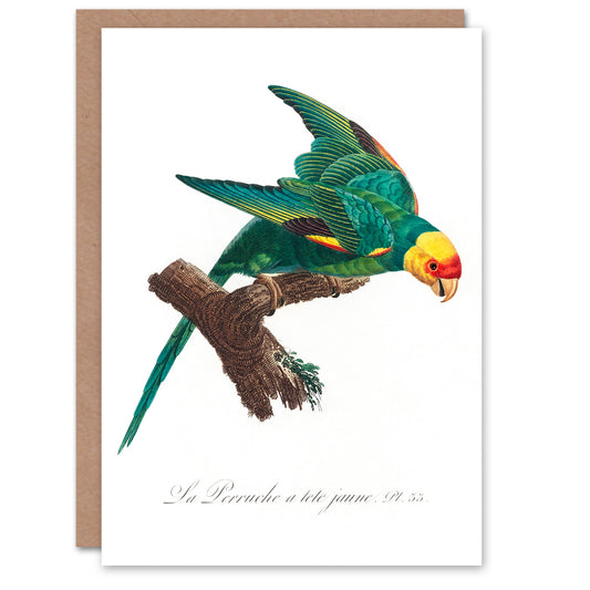 Francois Levaillant Art Card The Yellow Crowned Parakeet