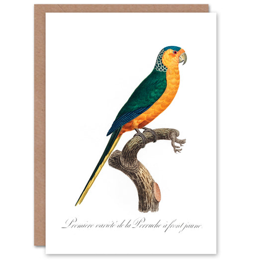 Francois Levaillant Art Card The Yellow Fronted Parakeet