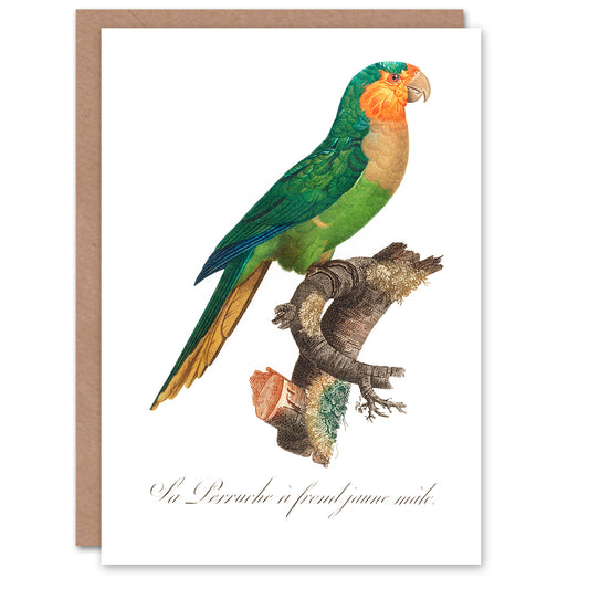 Francois Levaillant Art Card The Yellow Headed Amazon Parrot