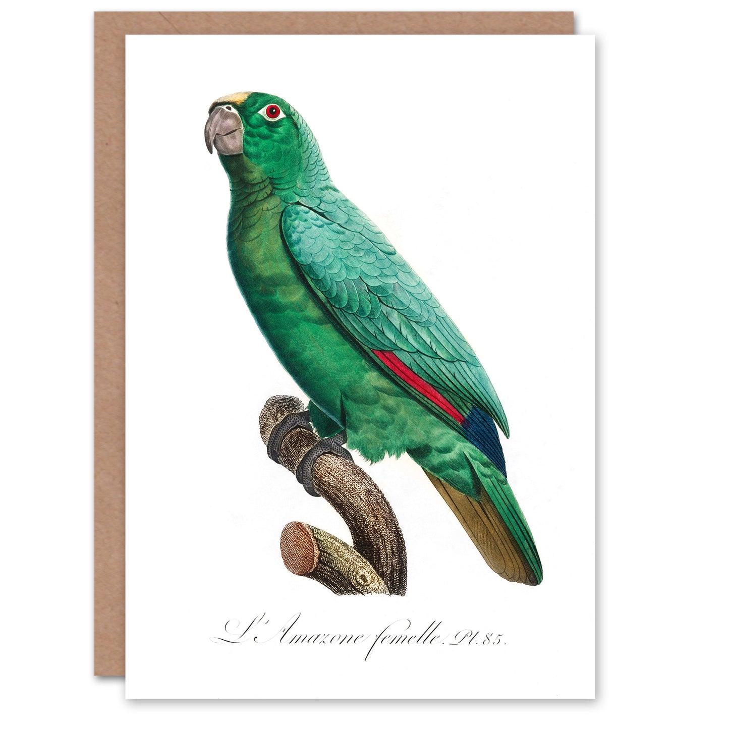 Francois Levaillant Art Card Yellow Crowned Amazon Parrot