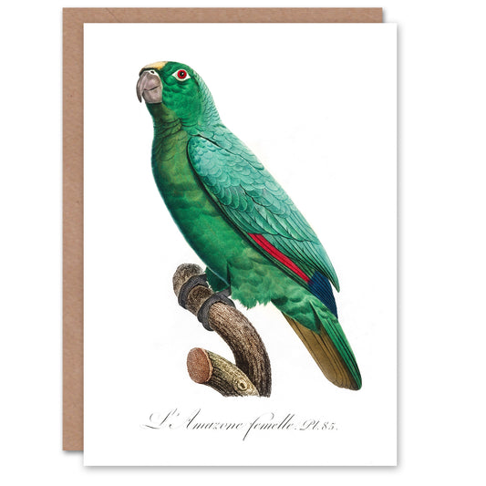 Francois Levaillant Art Card Yellow Crowned Amazon Parrot