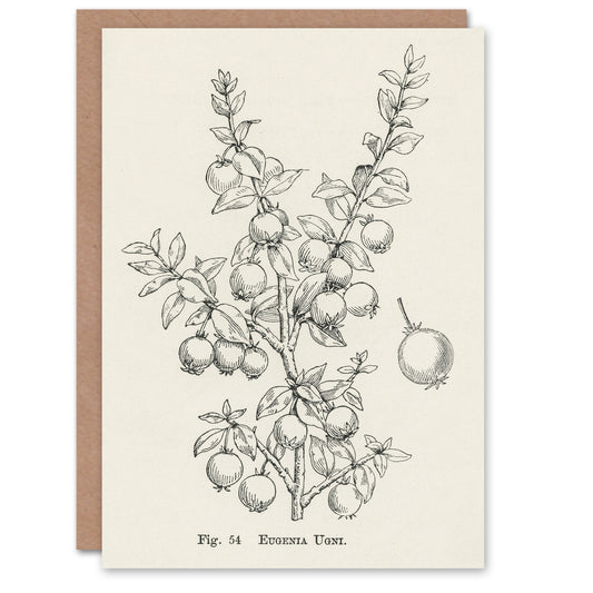 John Wright Art Card Fruit Growers Guide Chilean Guava