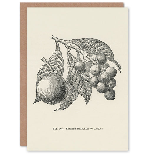 John Wright Art Card Fruit Growers Guide Vintage Loquat Illustration