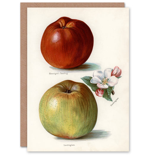 John Wright Art Card Gascoignes Seedling Sandringham Apples
