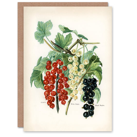 John Wright Art Card Black Naples Victoria White Dutch Currants