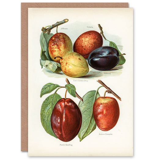 John Wright Art Card Plum Varieties Vintage illustration