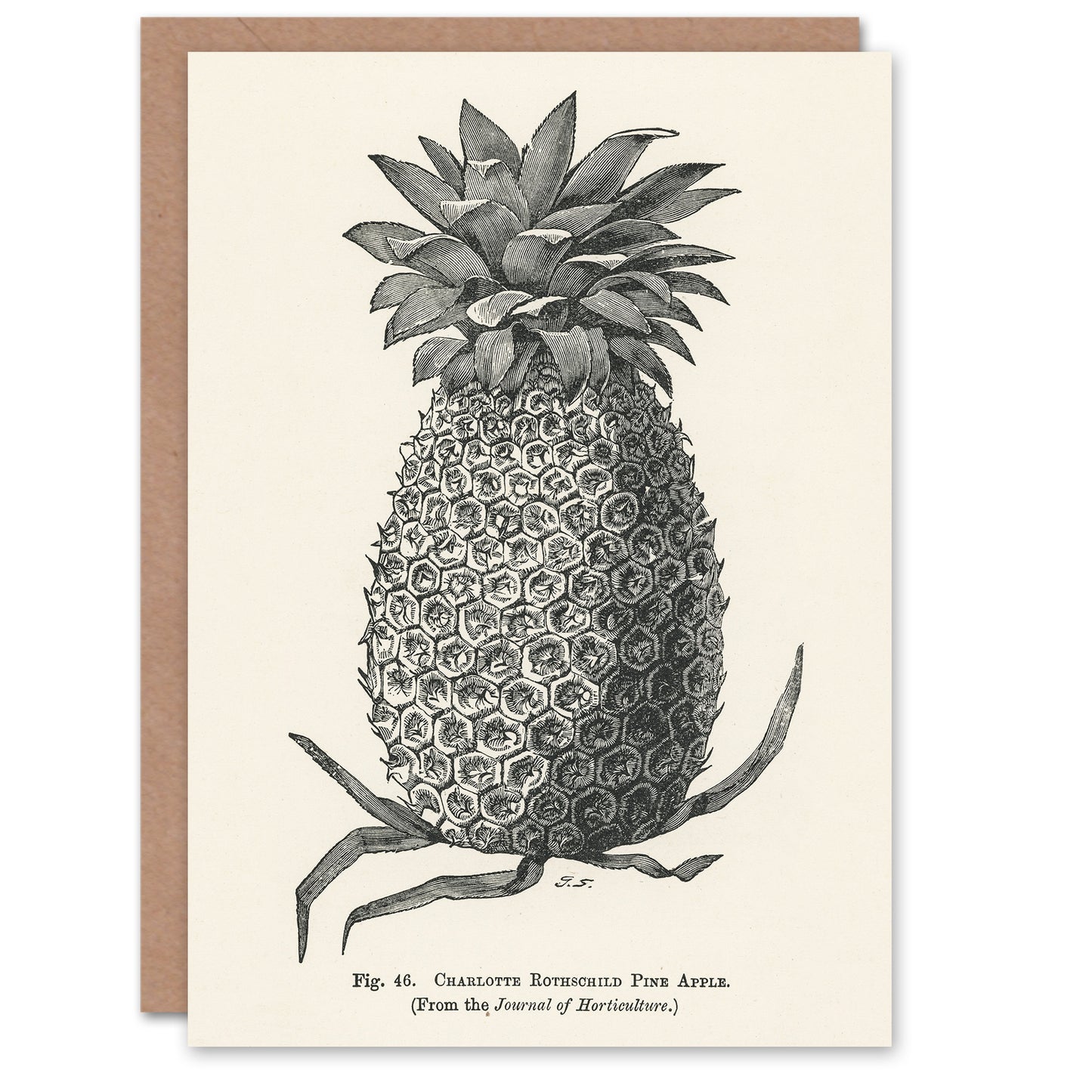 John Wright Art Card Vintage Black White Pineapple Illustration