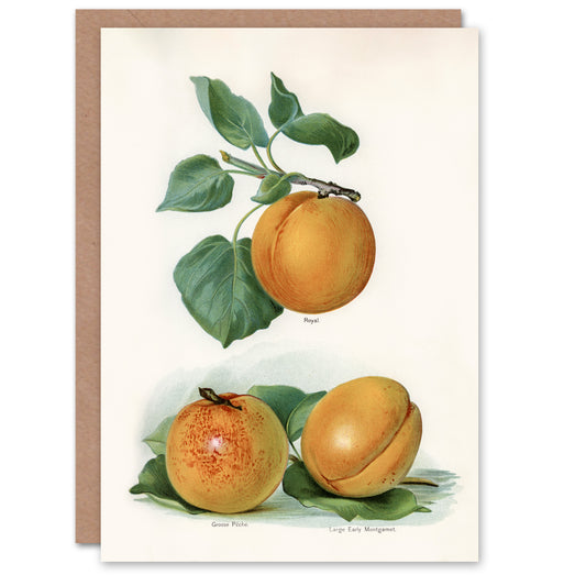 John Wright Art Card Vintage Fruit Illustration of Apricots
