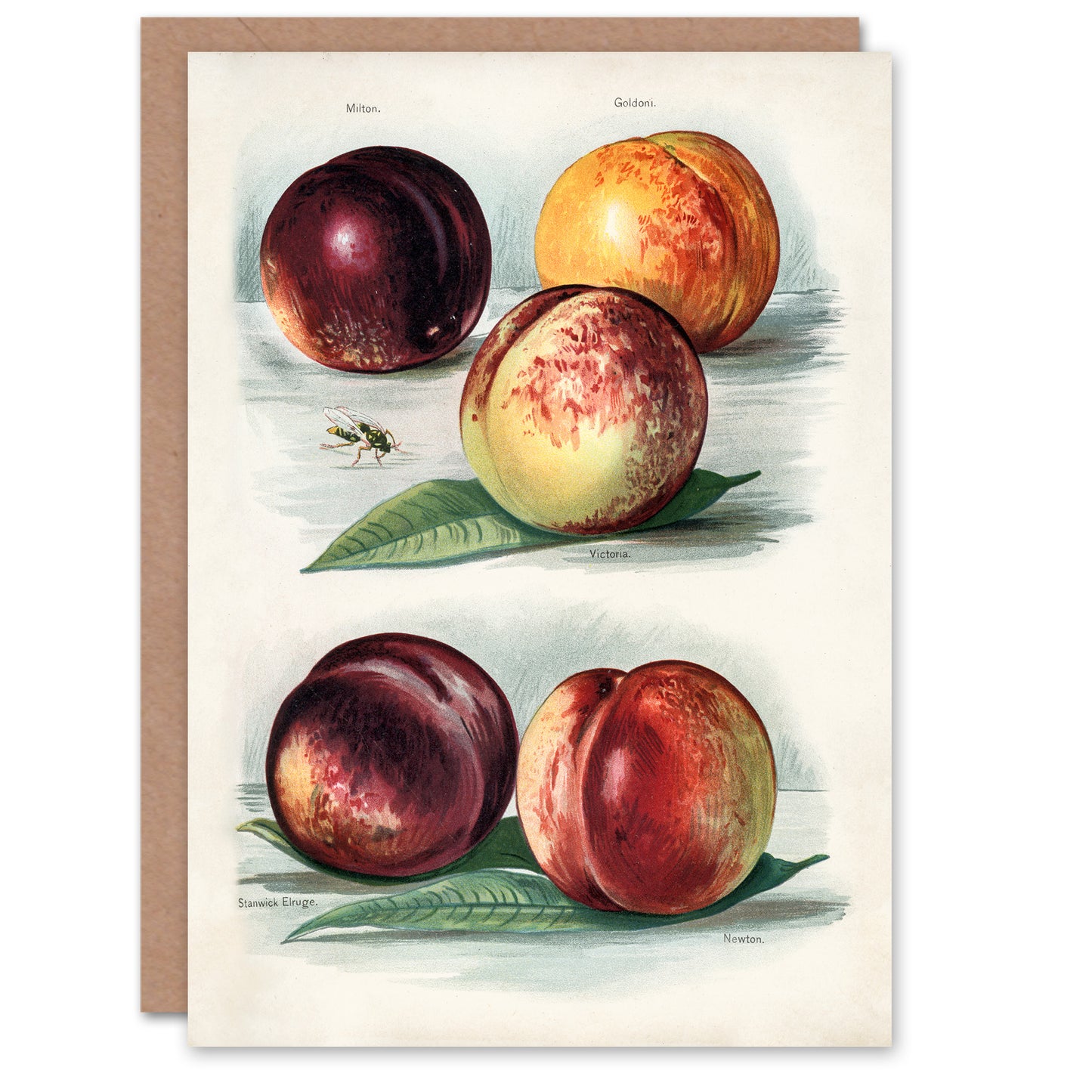 John Wright Art Card Vintage Fruit Illustration Peach Varieties