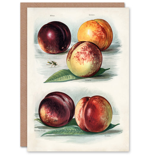 John Wright Art Card Vintage Fruit Illustration Peach Varieties