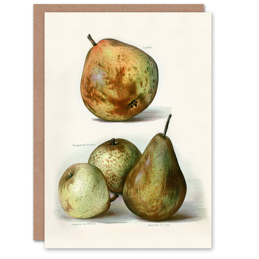John Wright Art Card Pear Varieties Vintage Fruit Illustration