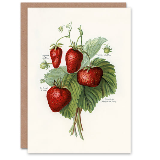 John Wright Art Card Vintage Fruit Illustration of Strawberries
