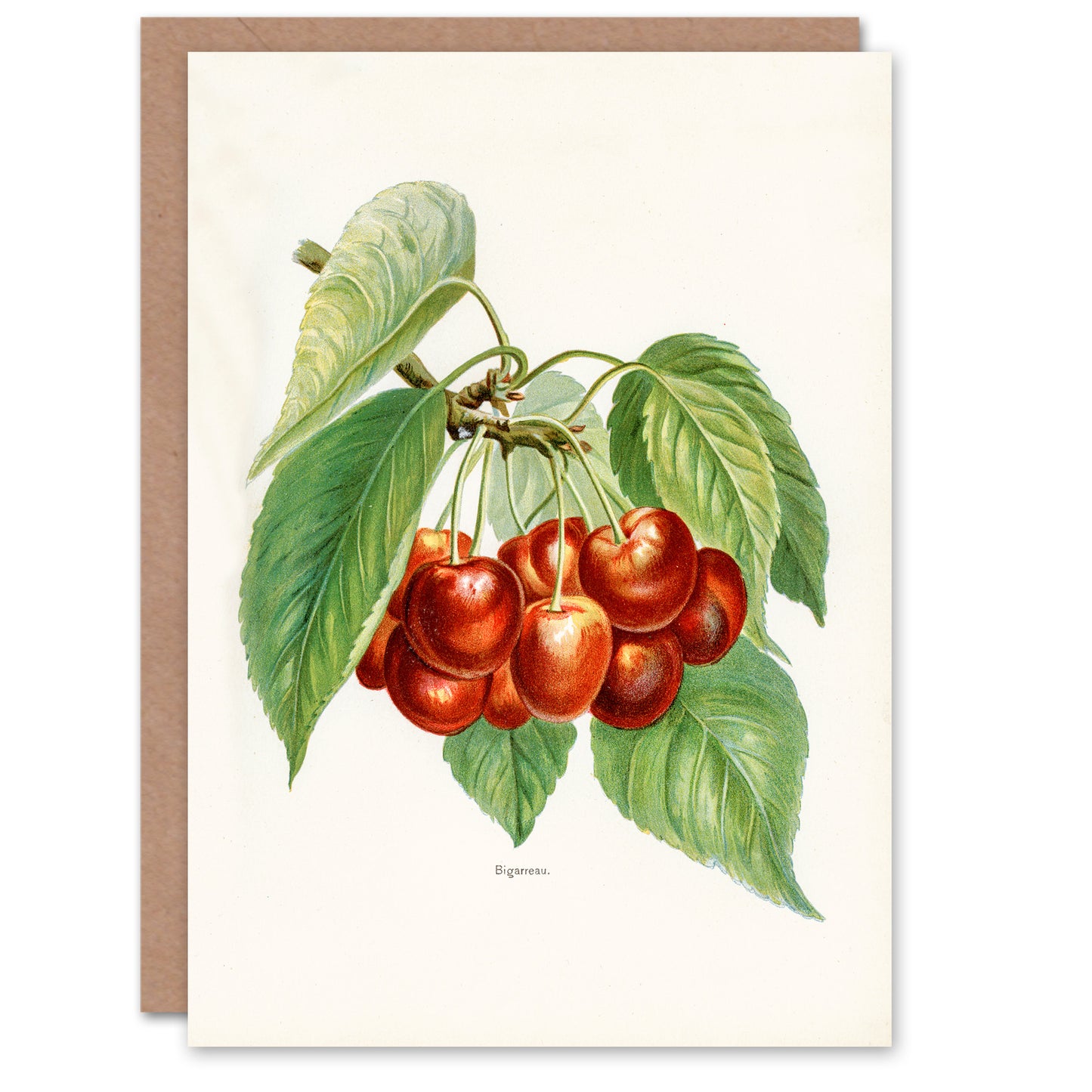 John Wright Art Card Vintage Illustration of Bigarreau Cherries