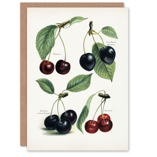 John Wright Art Card Vintage Illustration of Cherry Varieties