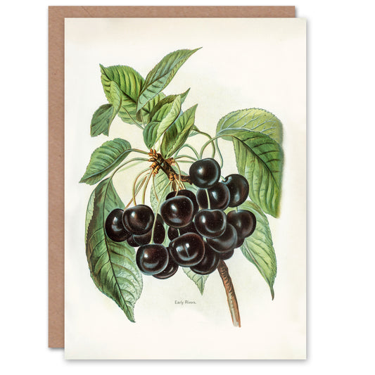 John Wright Art Card Vintage Illustration of Early Rivers Cherries
