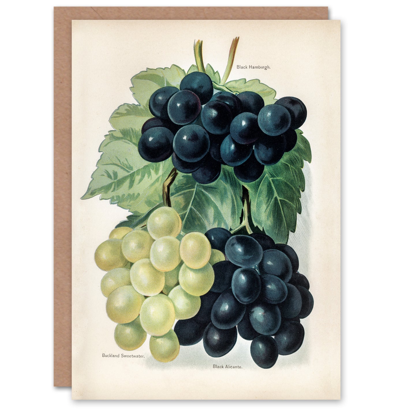 John Wright Art Card Vintage Illustration of Grape Varieties