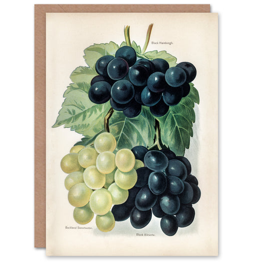 John Wright Art Card Vintage Illustration of Grape Varieties