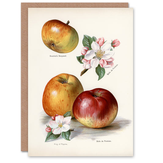 John Wright Art Card King of Pippins Apple Vintage Illustration